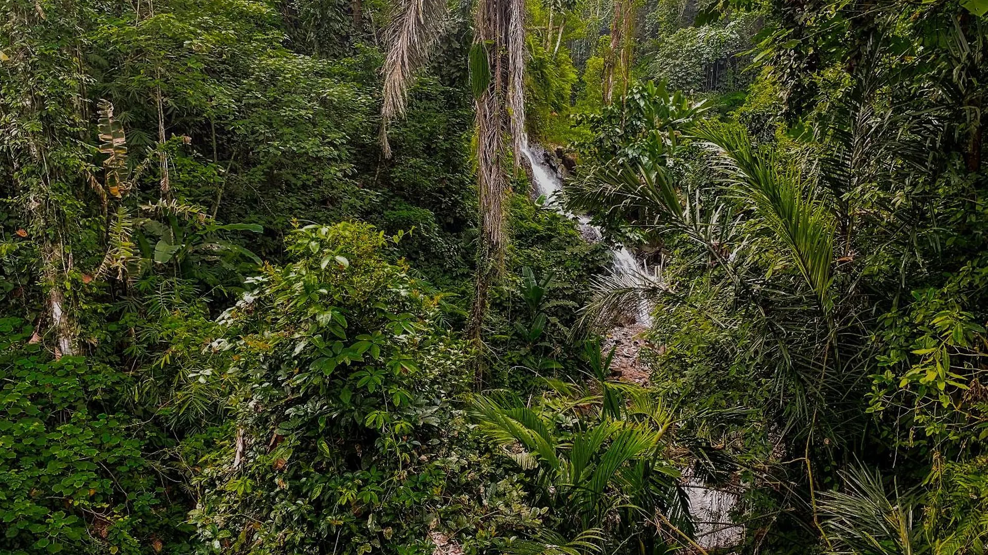 The Sebali Resort Ubud